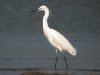 Little Egret at Vange Marsh (RSPB) (Steve Arlow) (44057 bytes) Little Egret at Vange Marsh (RSPB) (Steve Arlow) (44057 bytes)